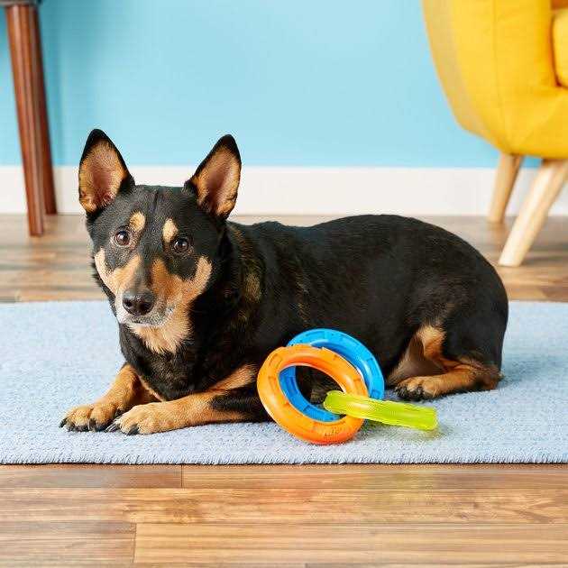 Nerf 3-Ring Tug Dog Toy - Nail Gallerys