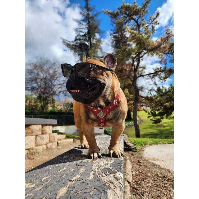 Bestia EROS Dog Leather Harness - Nail Gallerys