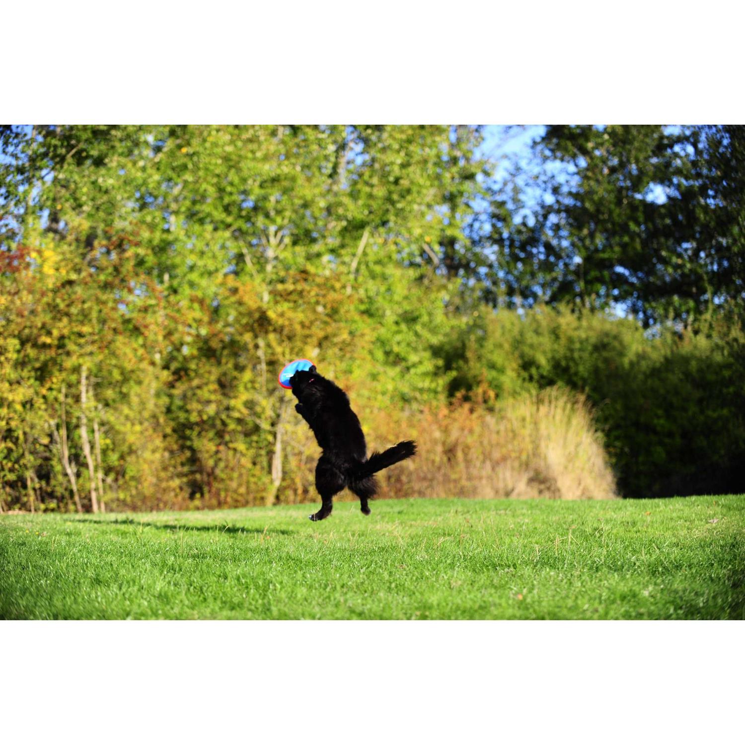 Chuckit! Paraflight Dog Toy - Nail Gallerys