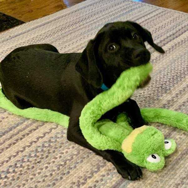 Multipet Dog Toy Swingin’ Slevins - Nail Gallerys