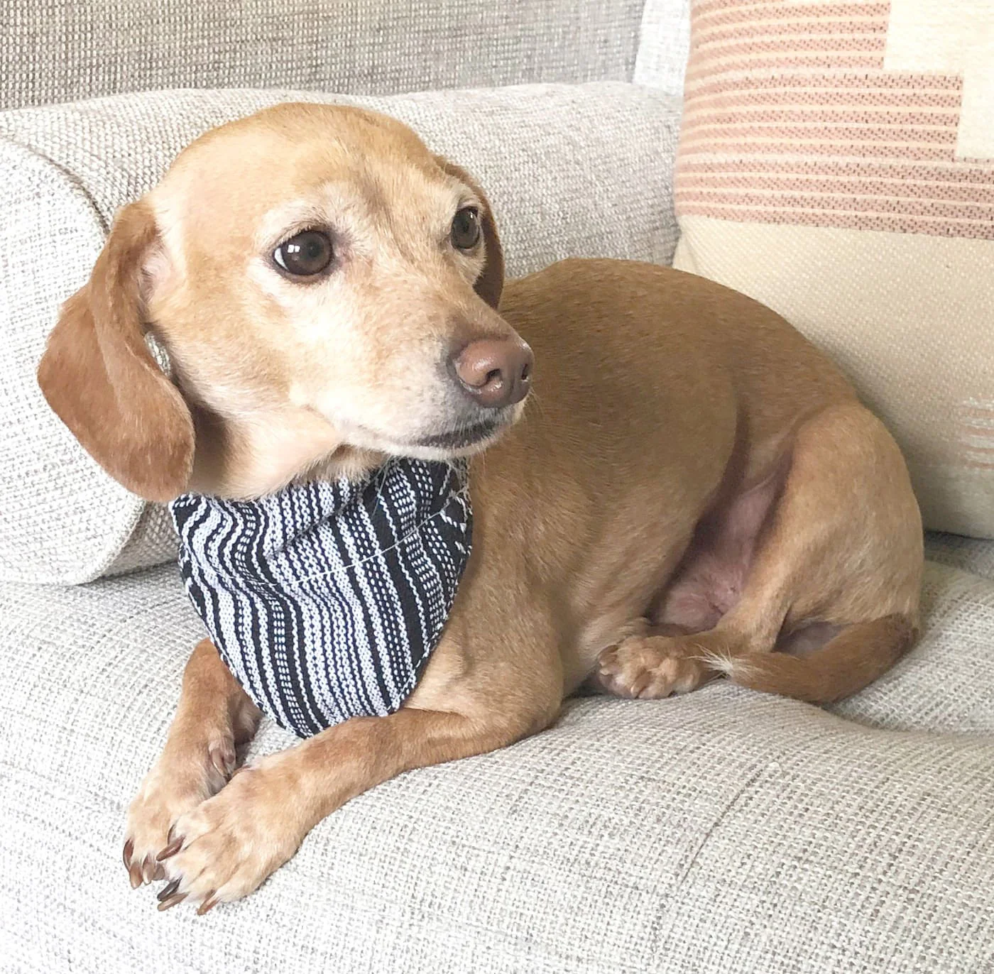 Walking Palm Dog Bandana - Nail Gallerys