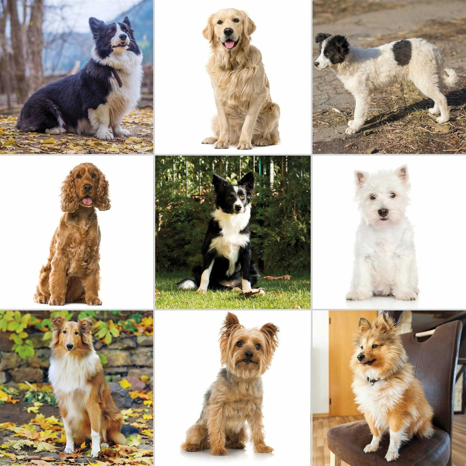 Wahl Pet-Pro Animal Clipper Kit - Nail Gallerys