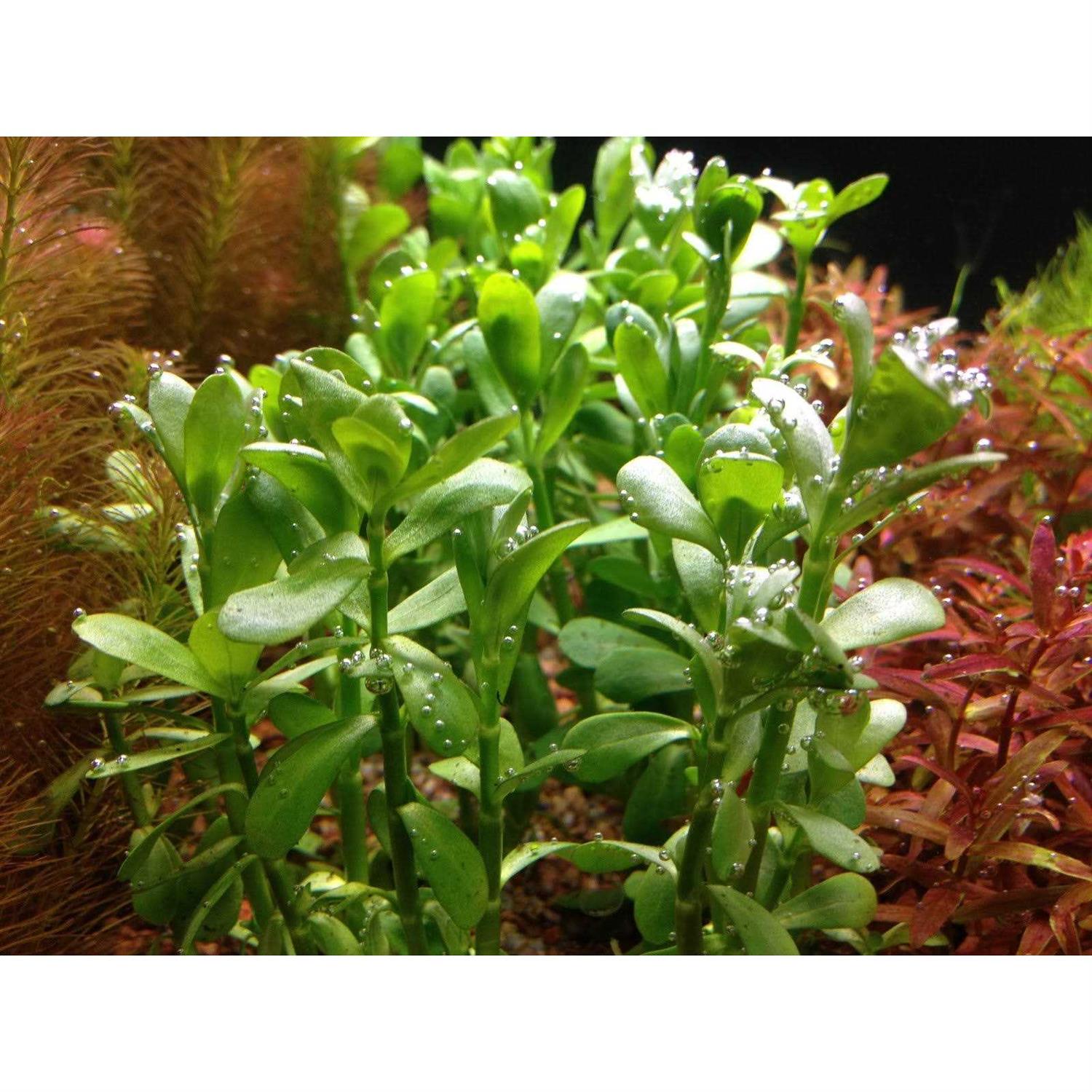 AquaLeaf Aquatics Potted Live Aquarium Plants - Nail Gallerys