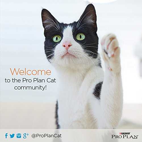 Purina Pro Plan Focus Adult Urinary Tract Health Dry Cat Food - Nail Gallerys