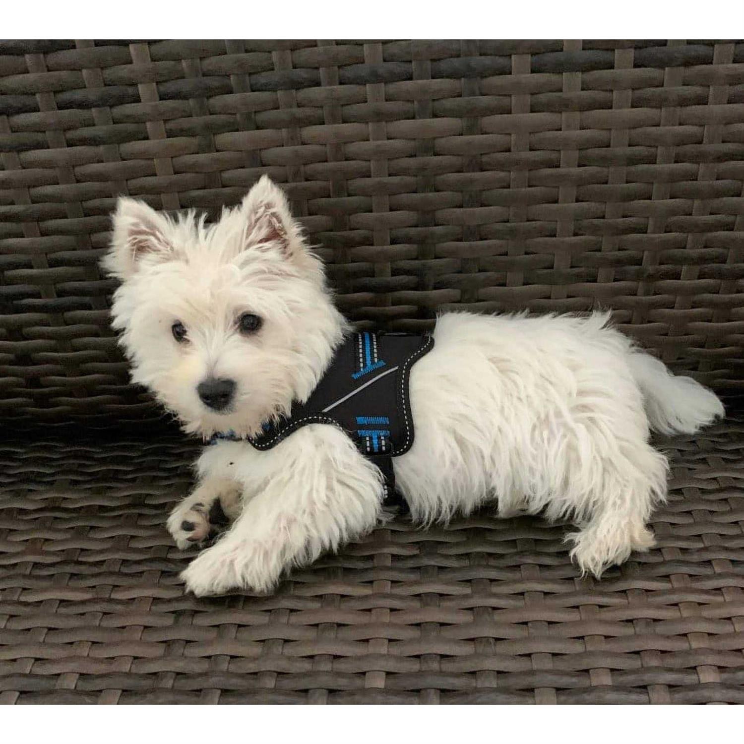 Doggy Tales Patented Hart Harness - Nail Gallerys