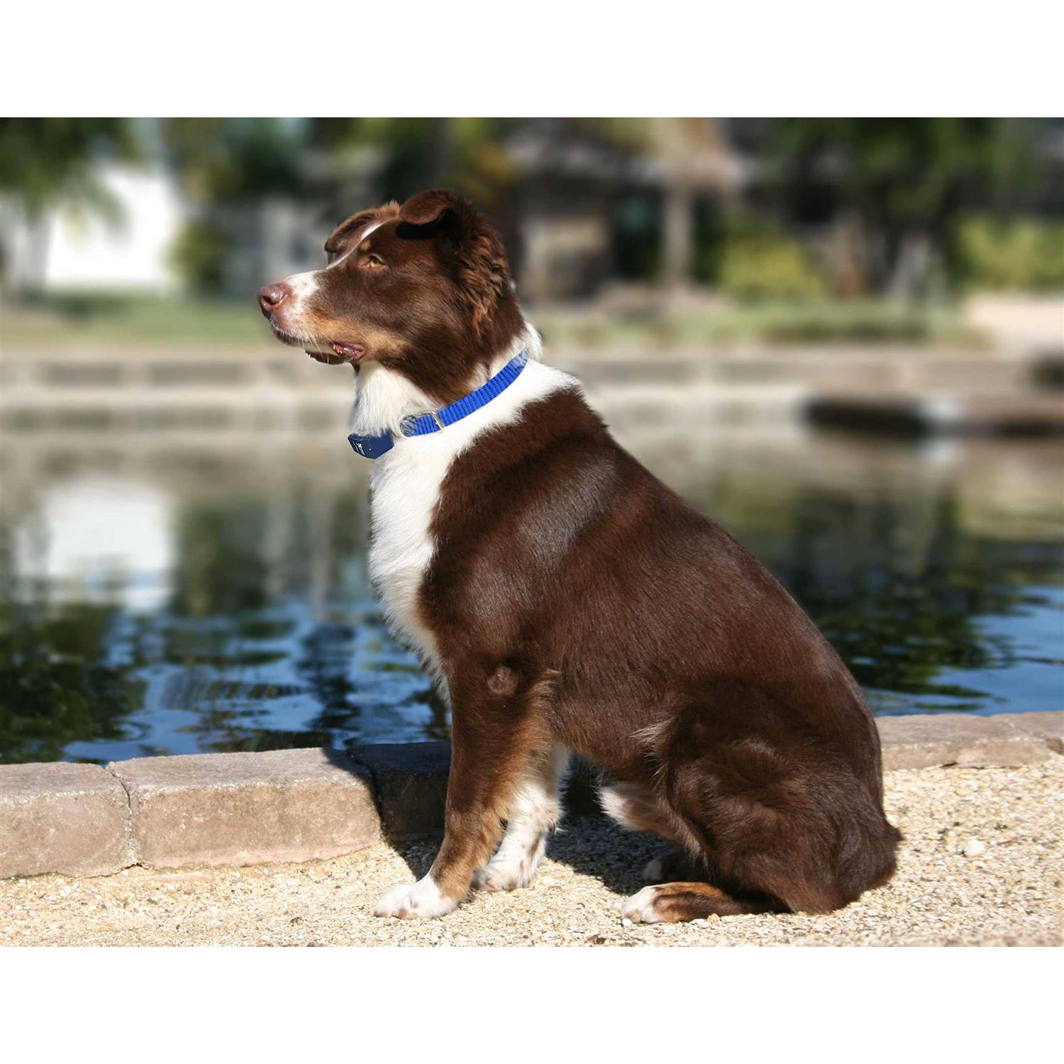 Extreme Dog Fence Dog Collar Replacement Strap Compatible with Nearly All Brands and Models of Underground Dog Fences - Nail Gallerys