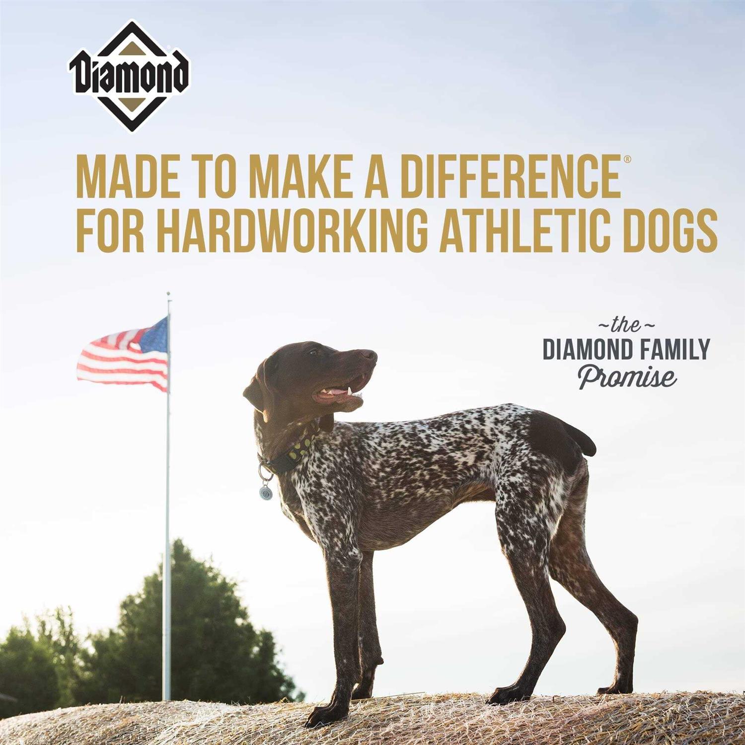 Diamond Performance Dry Dog Food - Nail Gallerys