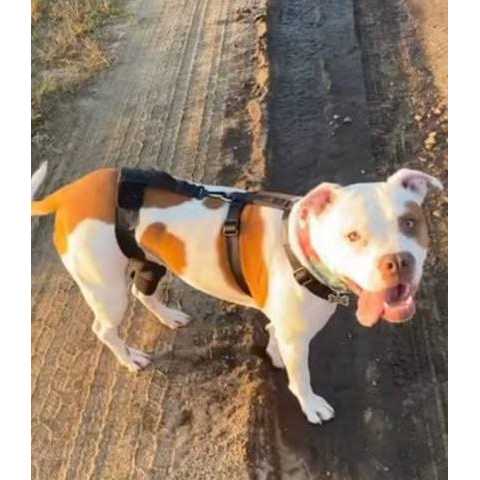 Walkabout Dog & Cat Knee Brace - Nail Gallerys