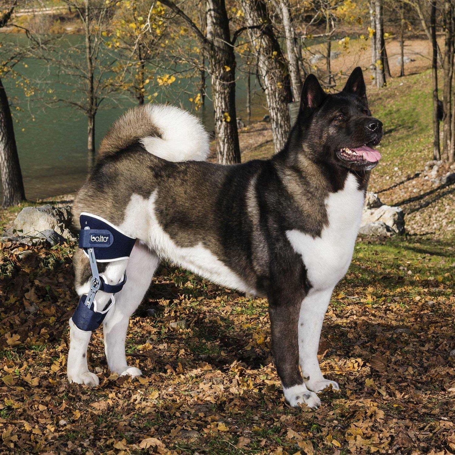 Balto Ligatek Adjustable Hinged Dog Knee Brace - Nail Gallerys