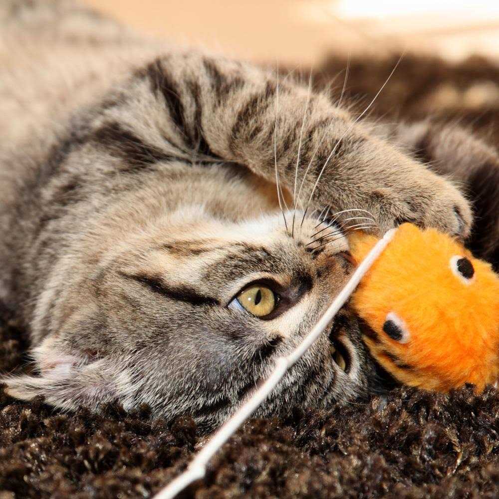 Pet Adobe Foldable Cat Activity Center 990793VPG - Nail Gallerys