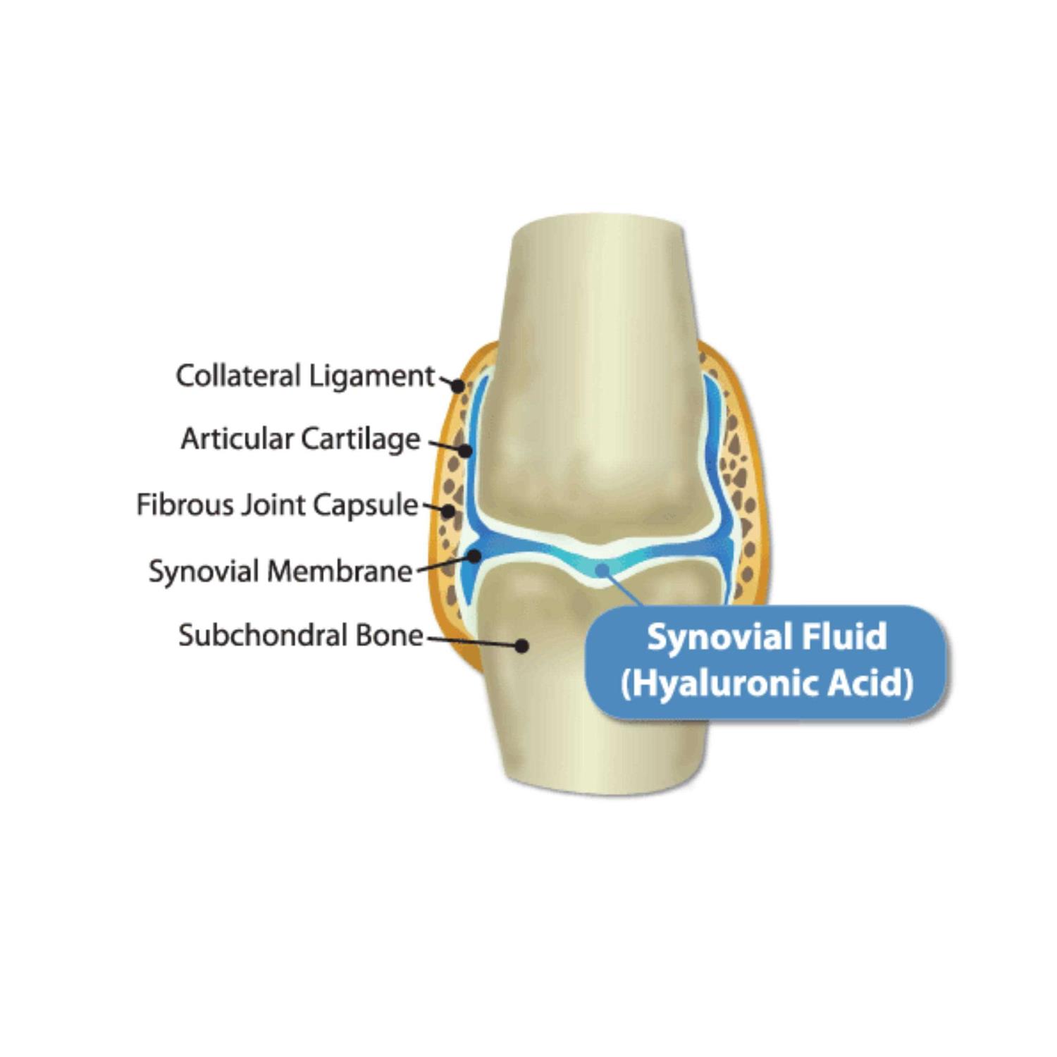 Hyalogic HyaFlex for Dogs - Nail Gallerys