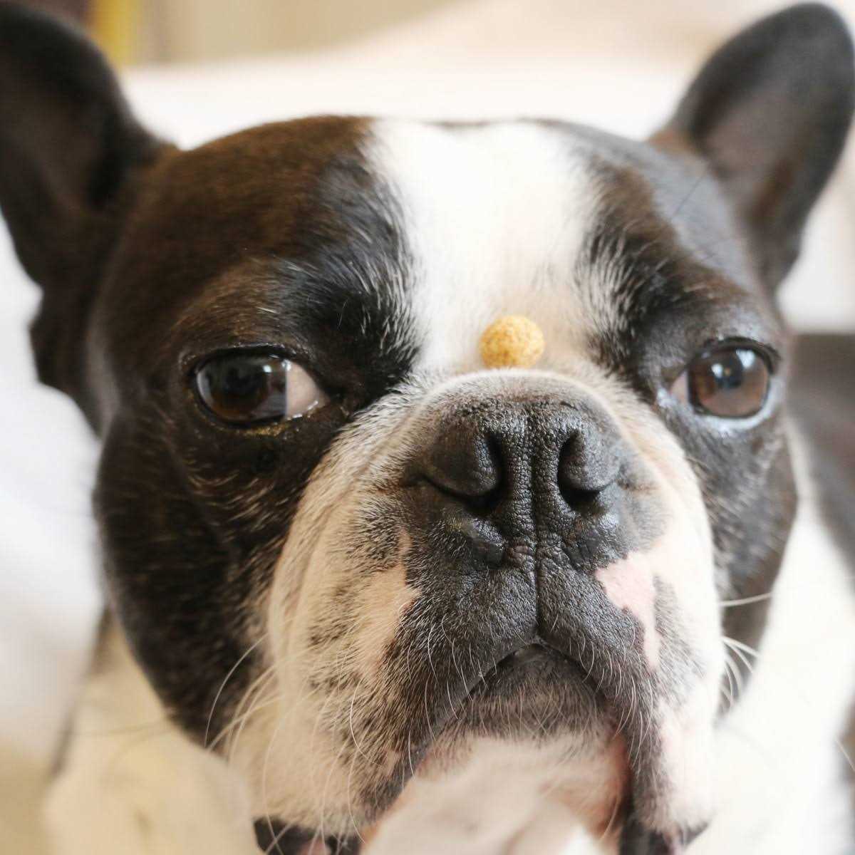 Redbarn Protein Puffs Dog Treats - Nail Gallerys