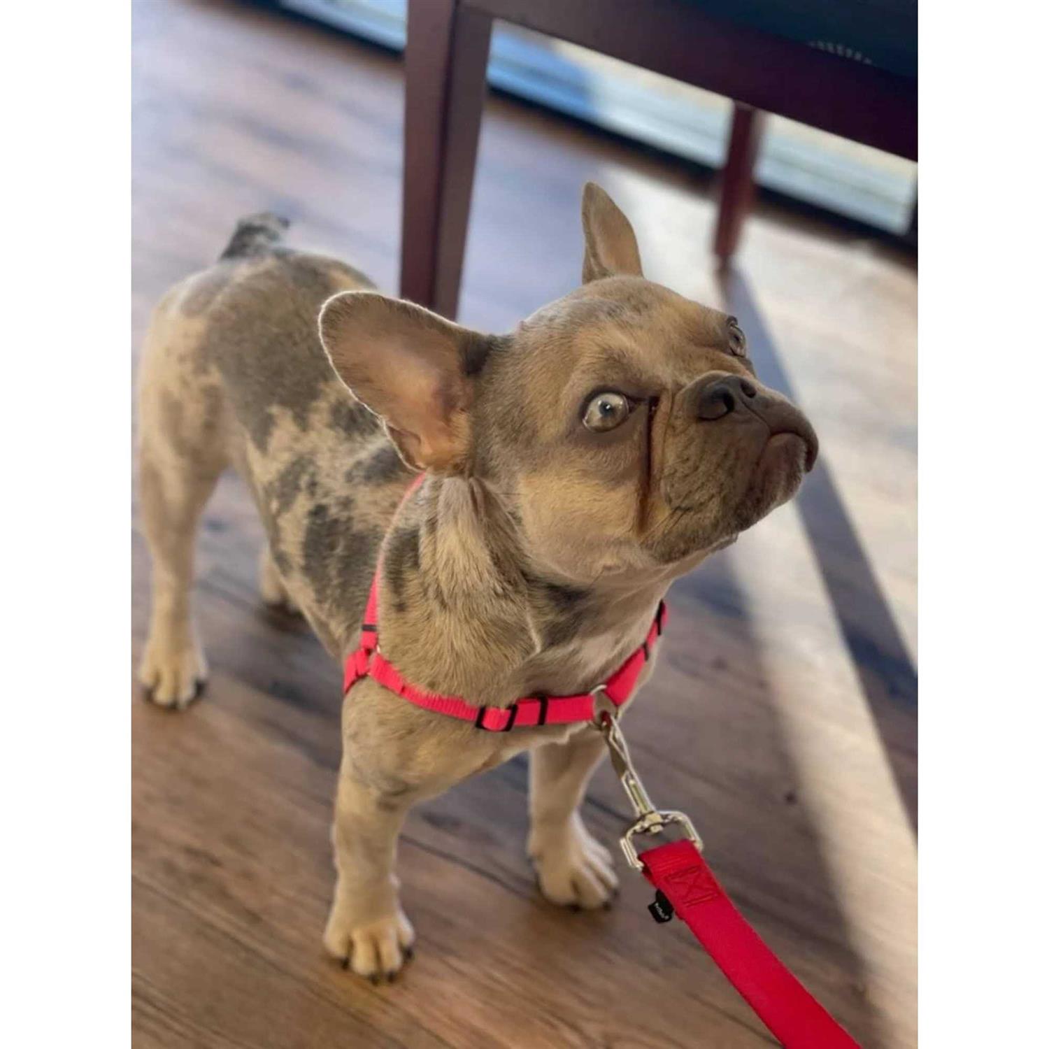 SENSE ation No Pull Dog Harness - Nail Gallerys