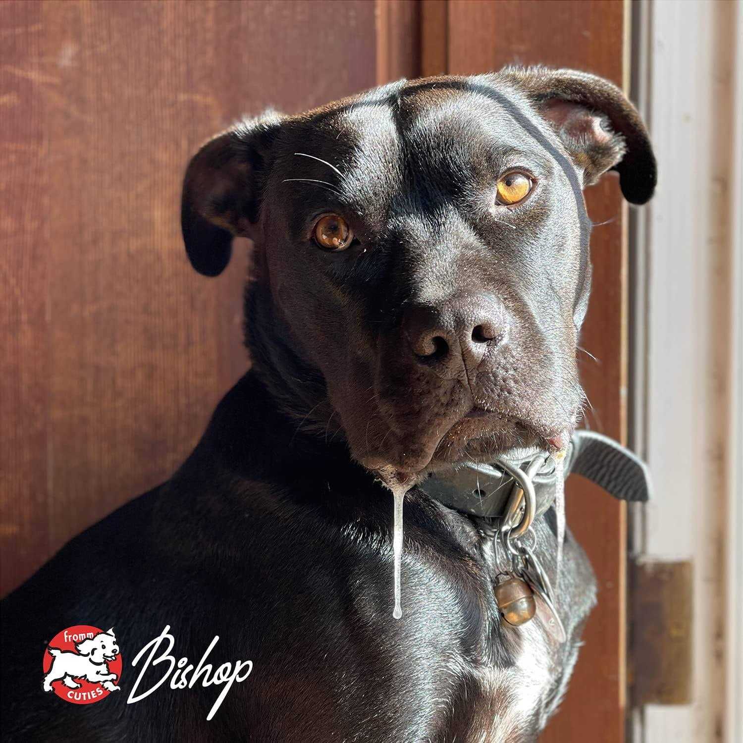 Fromm Adult Ancient Gold Dog Dry Food - Nail Gallerys