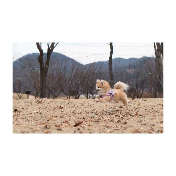 Puppia Junior Harness B - Nail Gallerys