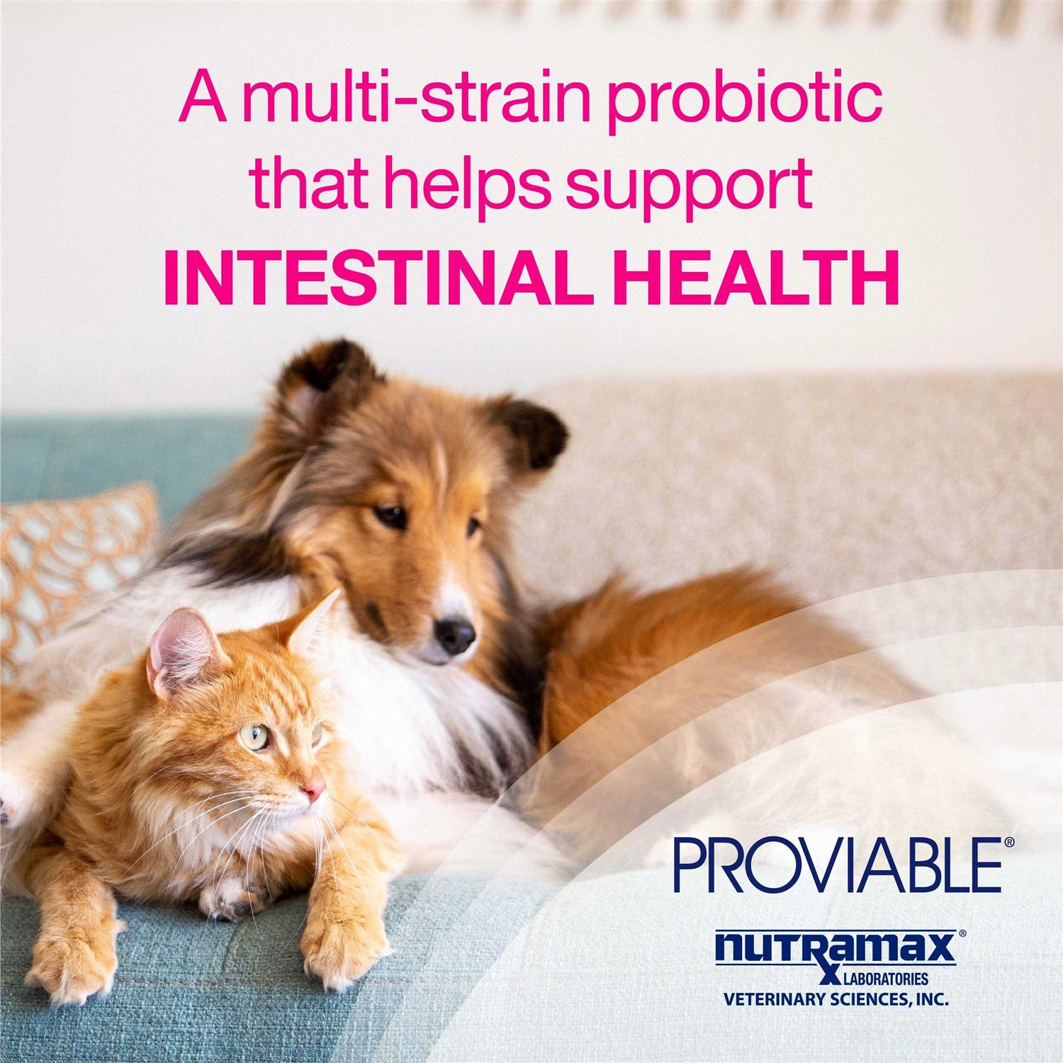 Proviable Health Supplement Kit Dogs - Nail Gallerys
