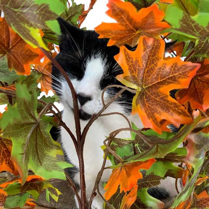 On2Pets Summer Square Cat Tree - Nail Gallerys