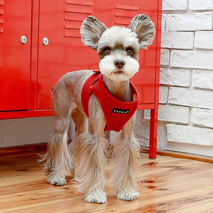 Puppia Harness Soft B Vest - Nail Gallerys