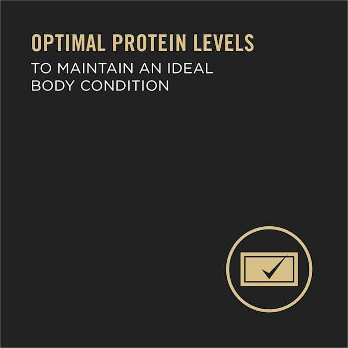 Purina Pro Plan High Protein Wet Dog Food - Nail Gallerys