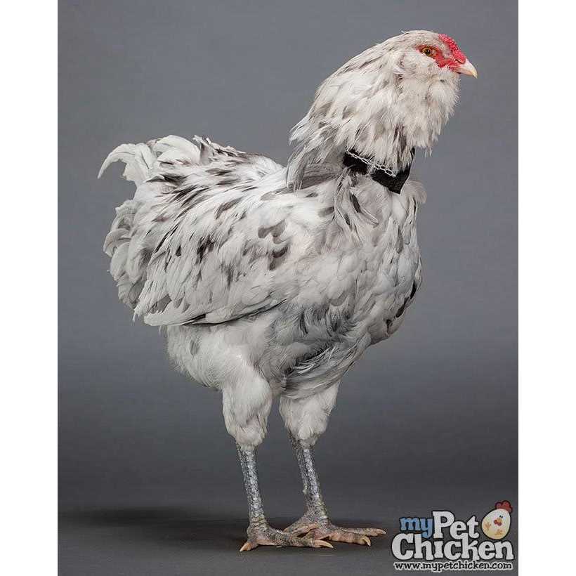 My Pet chicken No-Crow Rooster Collar - Nail Gallerys