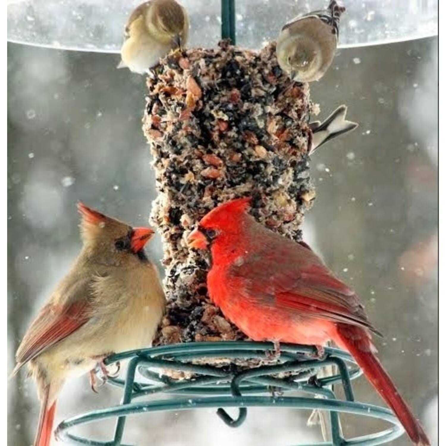 Mr. Bird Woodpecker Feast Cylinder - Nail Gallerys