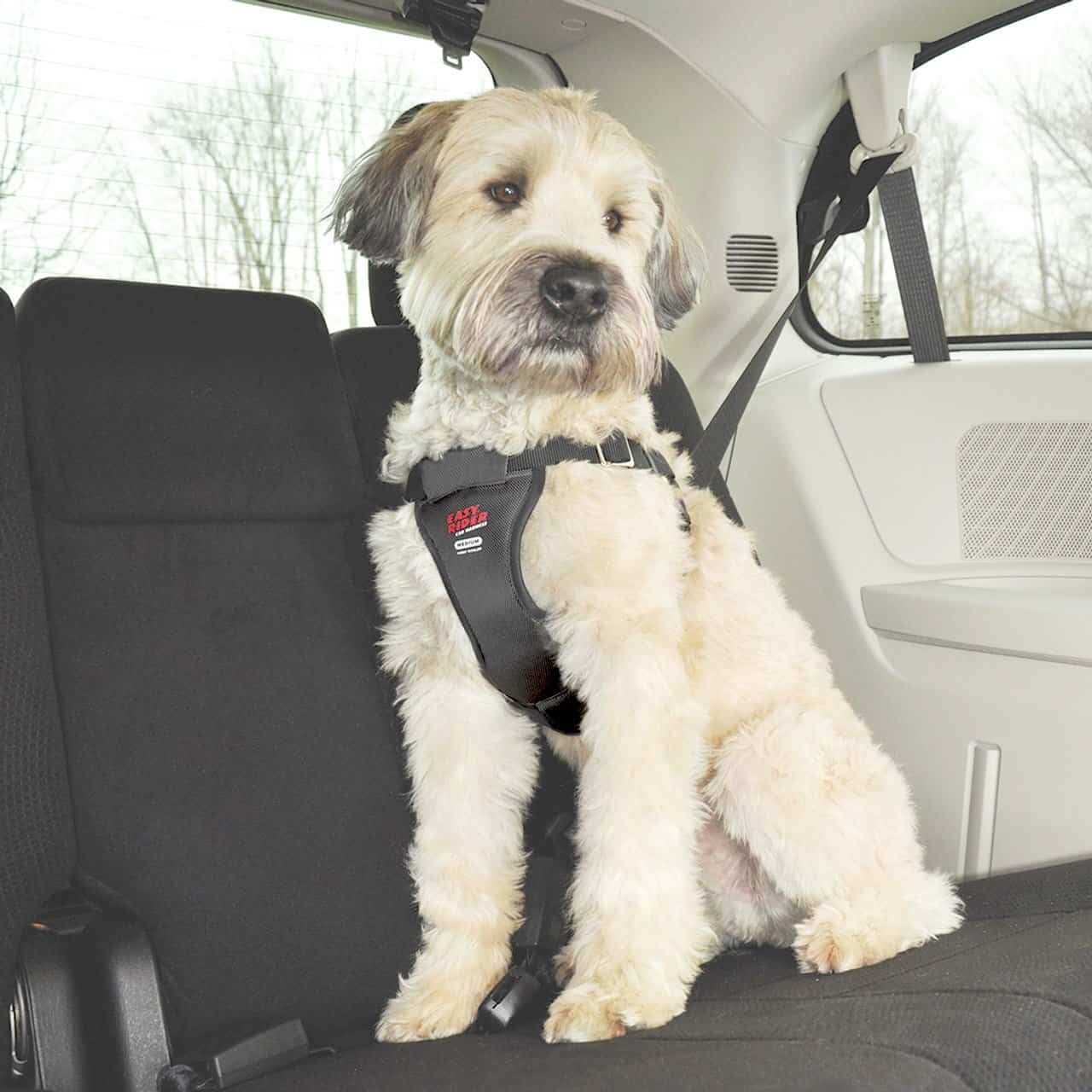 Coastal Pet Easy Rider Car Harness - Nail Gallerys