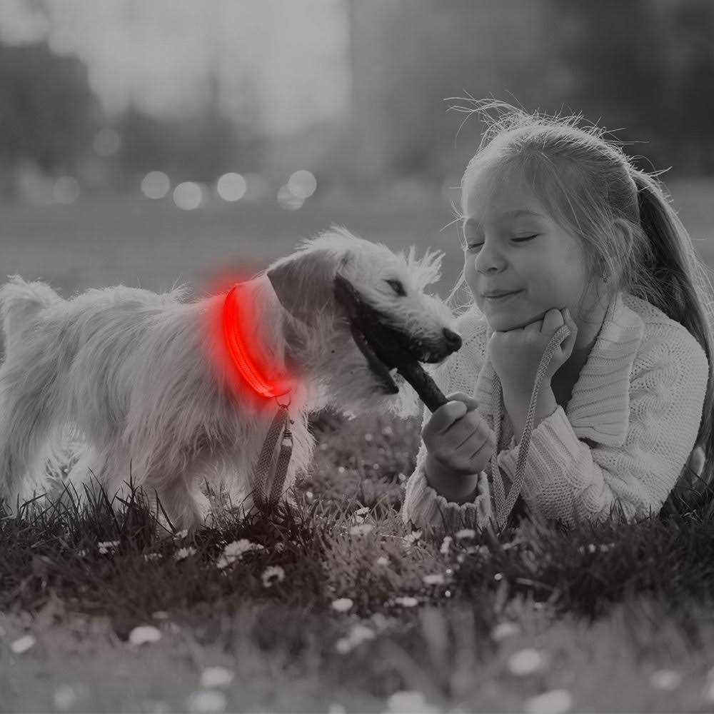 BSEEN Light Dog Collars Rechargeable LED Dog Collar Collar - Nail Gallerys