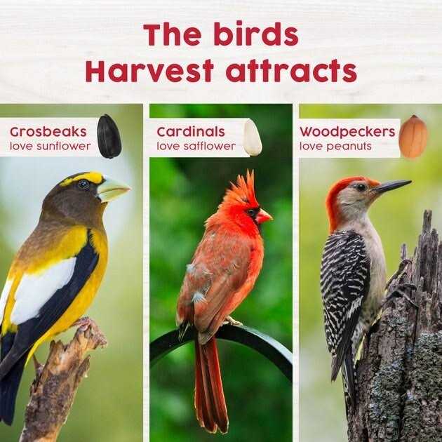 Harvest Seed & Supply Red Berry & Nut Bird Food - Nail Gallerys