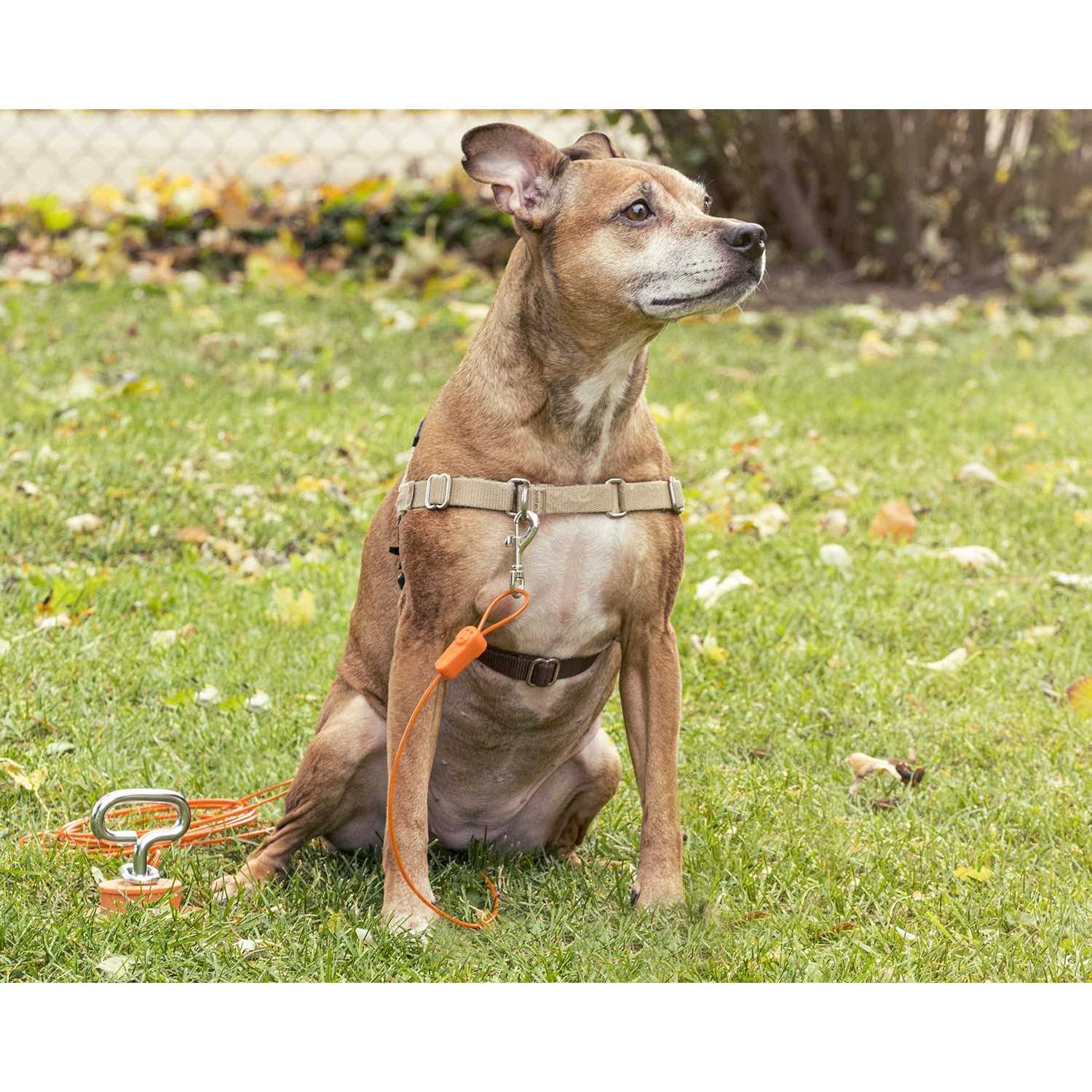 IntelliLeash Tie-Out Cables for Dogs Lengths up to 100 Feet and Breeds of Dogs up to 250 Pounds - Nail Gallerys