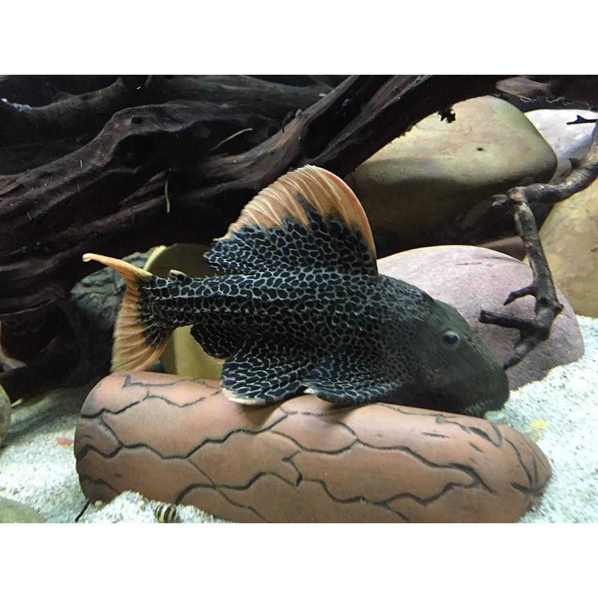 Plecoceramics Aquarium pleco breeding cave Fish Tank Decorations - Nail Gallerys