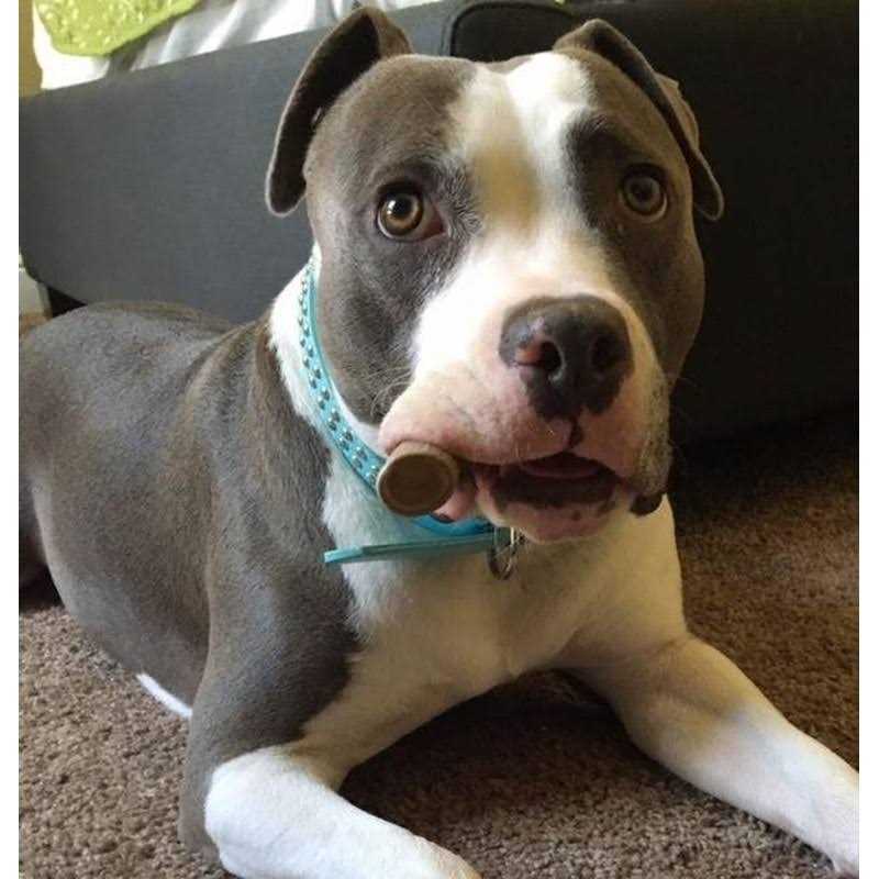 Big Dog Antler Chews Premium Deer Antler Pieces Dog Chews Antlers by The Pound, One Pound - Nail Gallerys