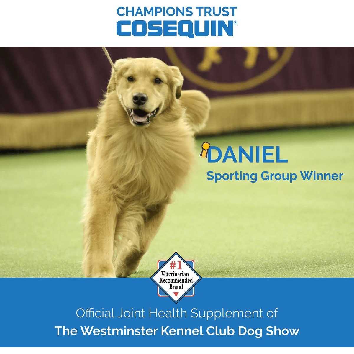 Cosequin Soft Chews with MSM Plus Omega-3s for Dogs - Nail Gallerys