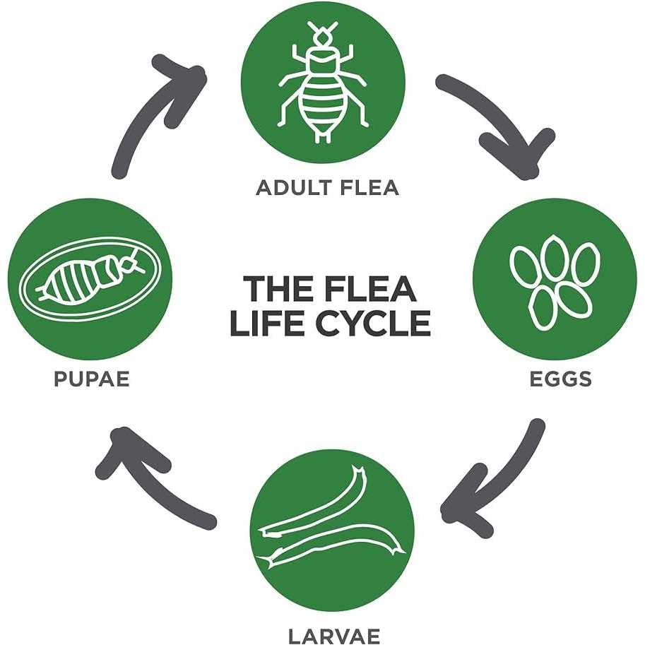 TevraPet Actispot II Flea Treatment for Large Cats - Nail Gallerys