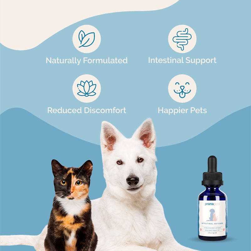 Prana-Pets.com Intestinal Defense Herbal Dewormer for Dogs 1 Bottle pff2 - Nail Gallerys