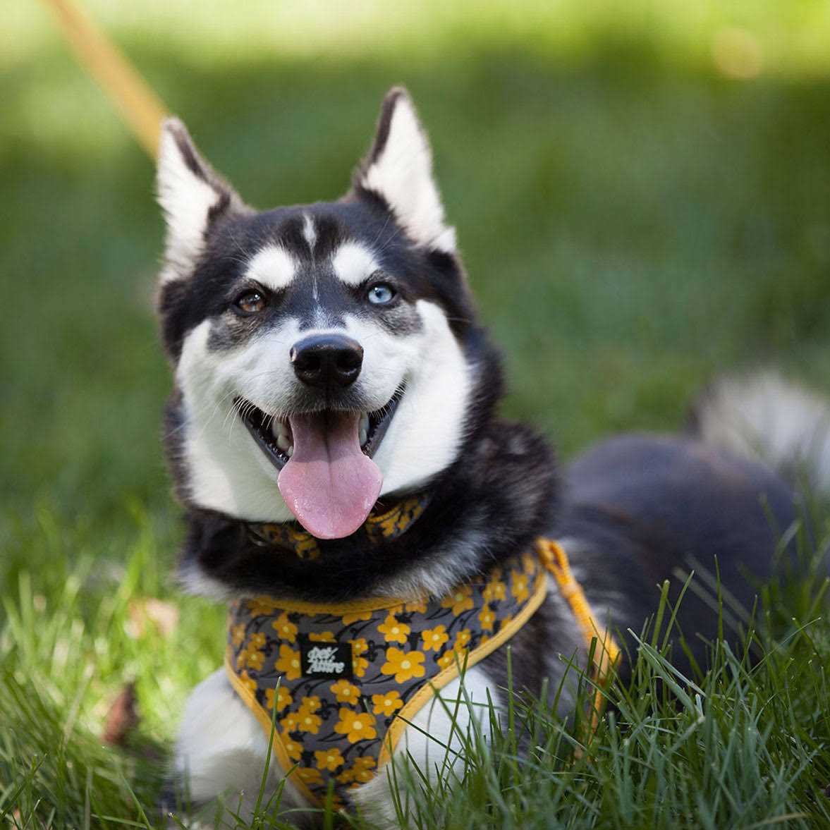 Pet Ribbon Designer Wrap Adjustable Dog Harness - Nail Gallerys