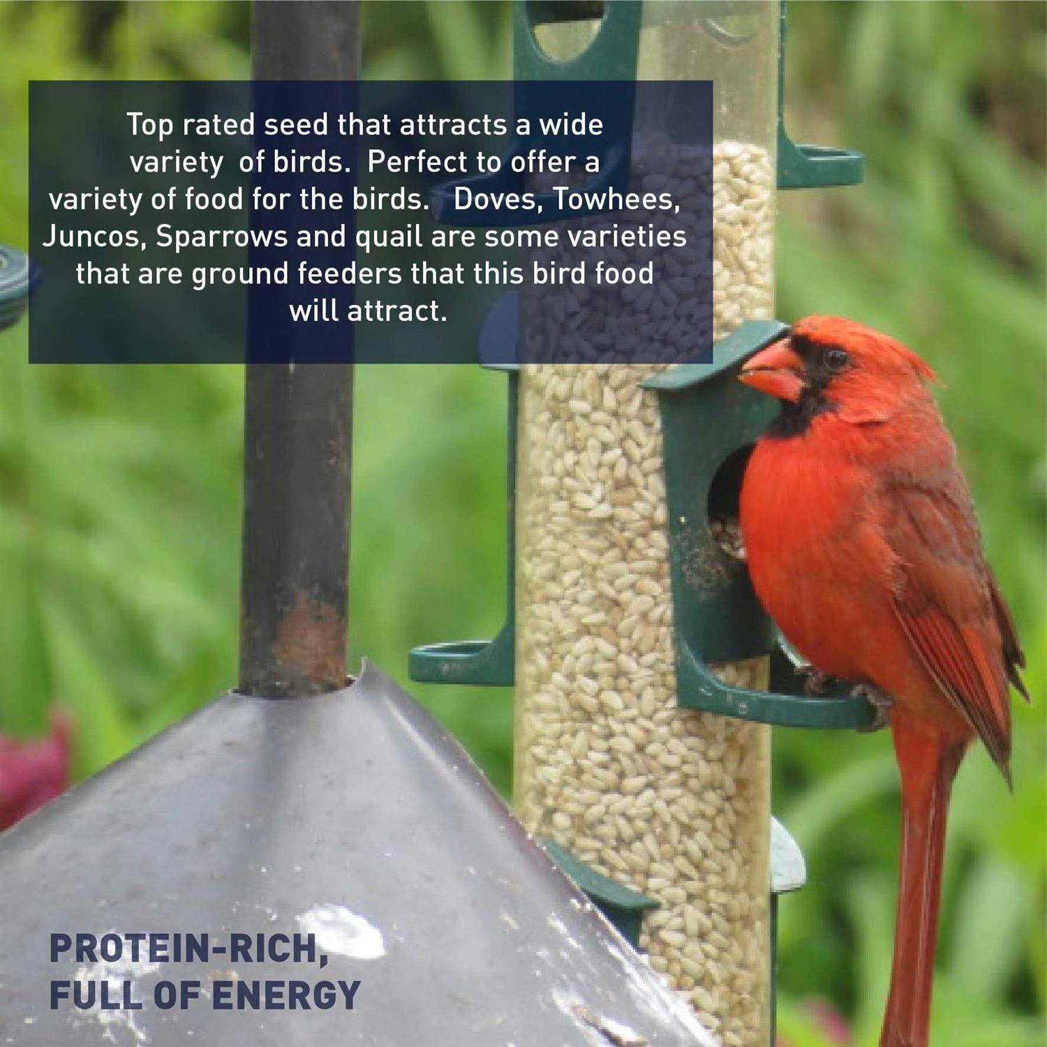 EASYGO PRODUCTS Sunflower Kernels Sun Flower Chips Wild Bird Food 50 lb - Nail Gallerys