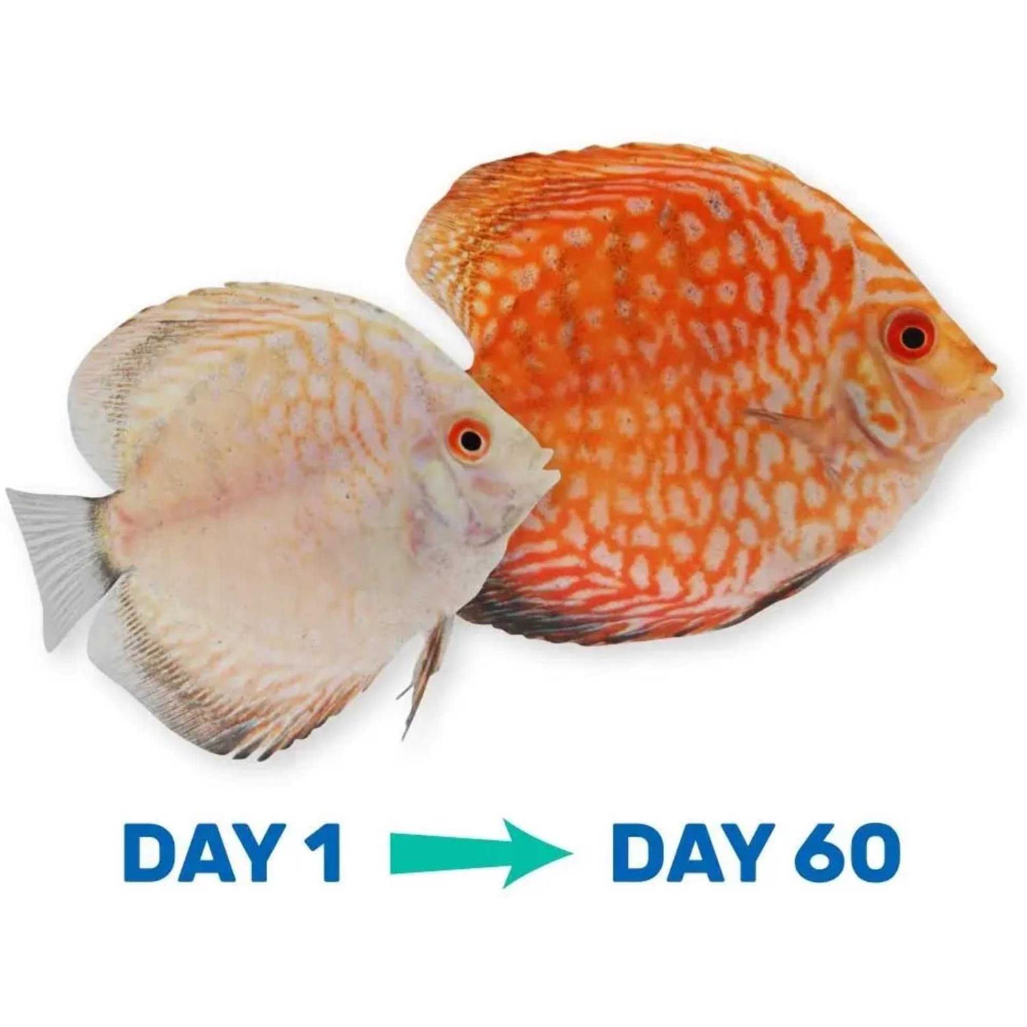 Hikari Tropical Vibra Bites Fish Food - Nail Gallerys