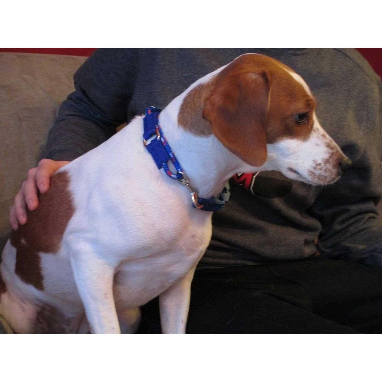 The Perfect Dog Command Training Dog Collar - Nail Gallerys