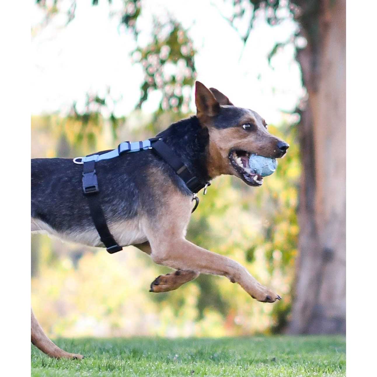 Blue-9 Buckle-Neck Balance Harness Fully Customizable Fit No-Pull Harness Ideal for Dog Training and Obedience - Nail Gallerys