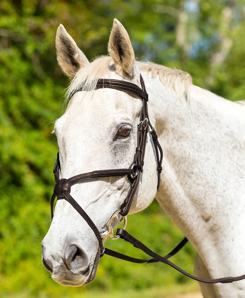 Shires Avignon Woodside Bridle - Nail Gallerys