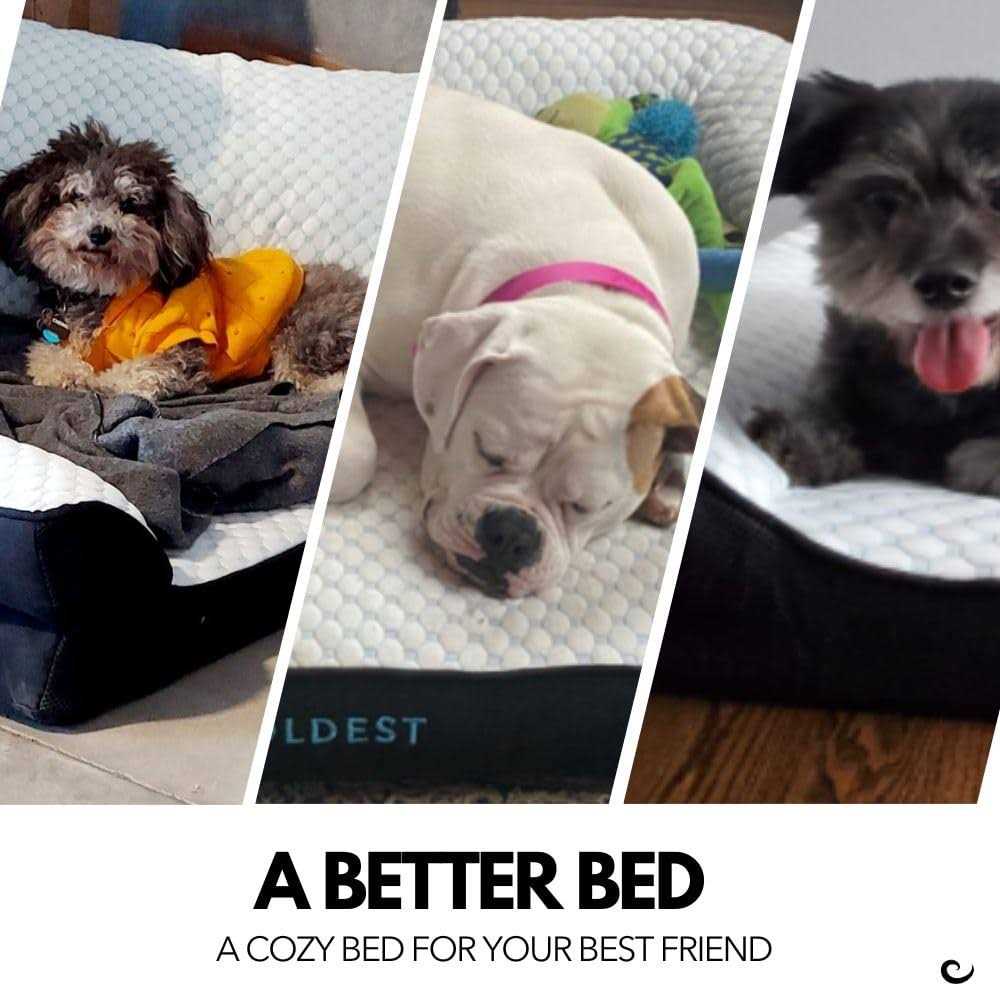 Coldest Cozy Dog Bed Cooling Medium Dog Beds - Nail Gallerys
