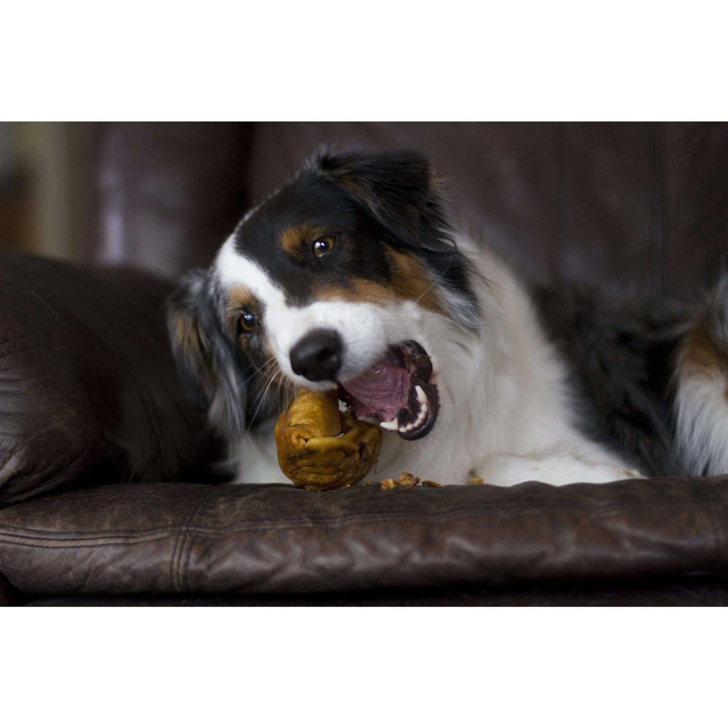 Redbarn Piggy Puffs Dog Treats - Nail Gallerys