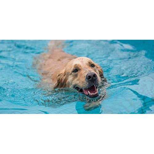 PetStep Pool Ramp For Dogs - Nail Gallerys