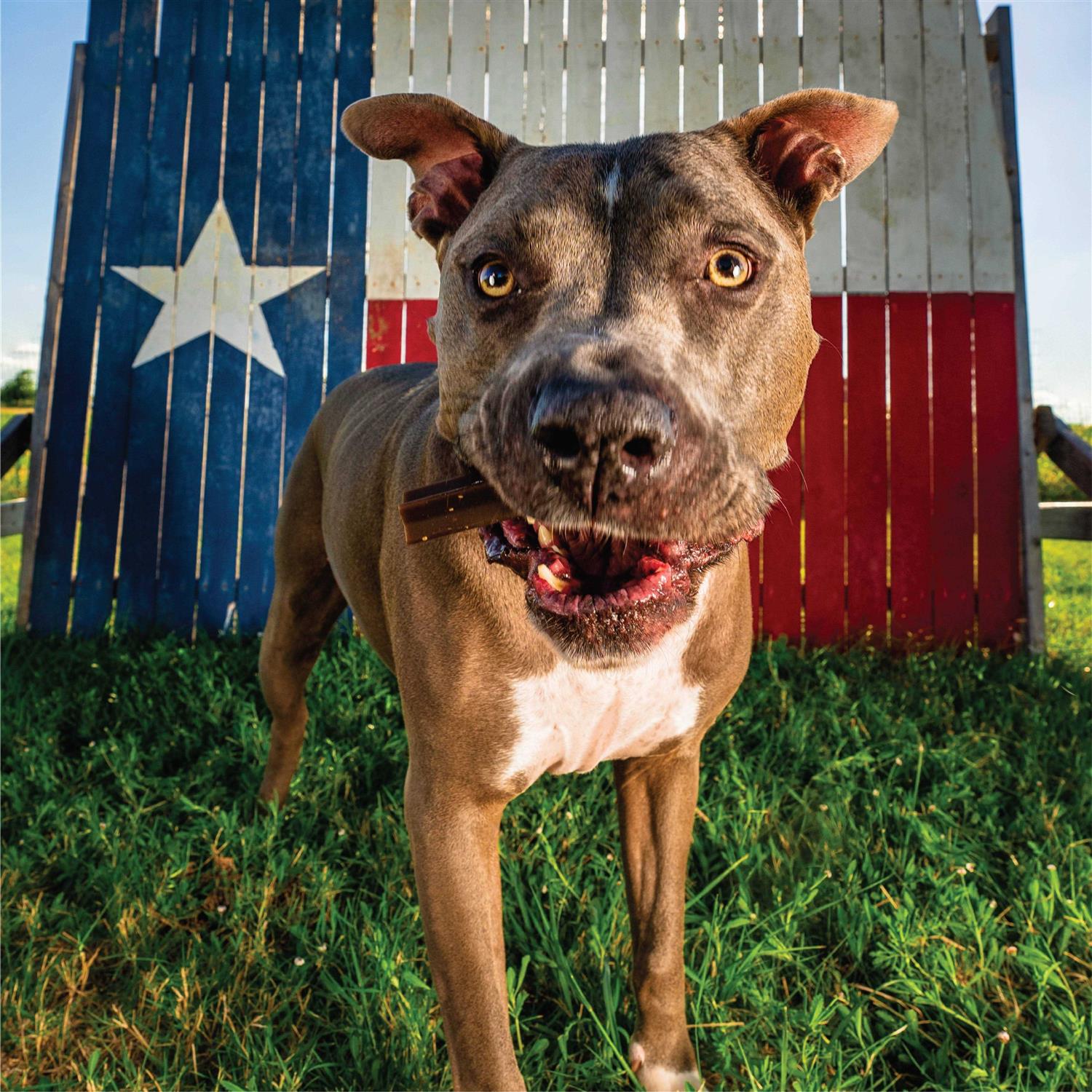 Get Naked Grain Free Weight Management Dental Chew Sticks - Nail Gallerys