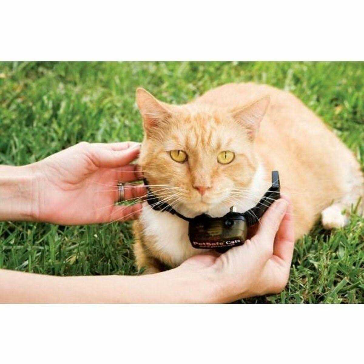 PetSafe In-Ground Cat Fence Receiver Collar - Nail Gallerys