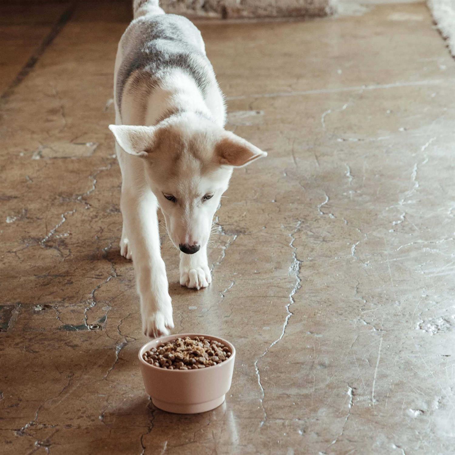 Jinx Salmon Brown Rice & Sweet Potato Dry Dog Food - Nail Gallerys