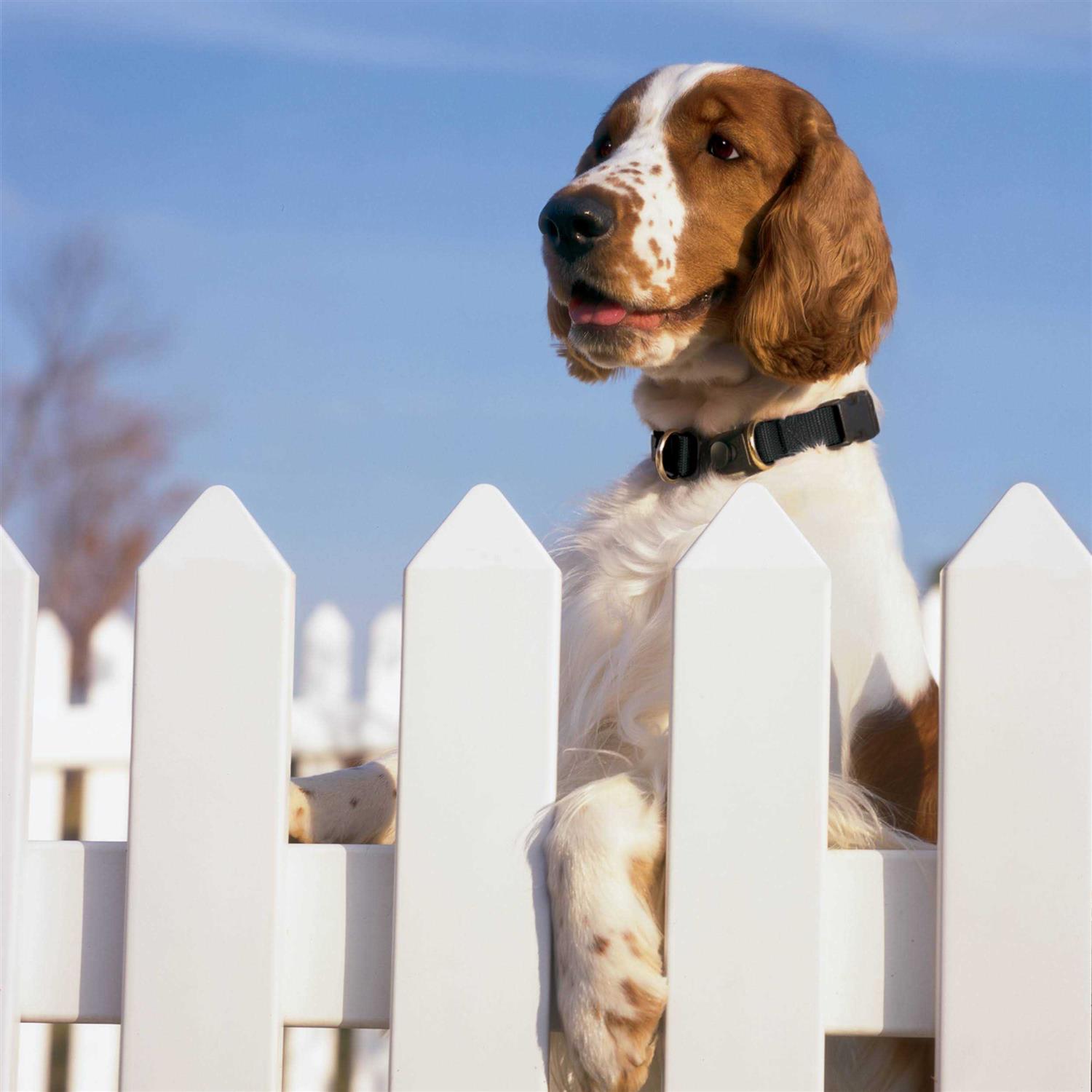 PetSafe Keepsafe Break-Away Dog Collar - Nail Gallerys