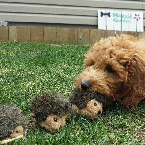 ZippyPaws Miniz Dog Toys Hedgehogs - Nail Gallerys