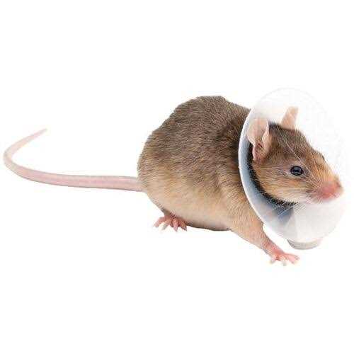 KVP Collar Saftshield Rodents - Nail Gallerys