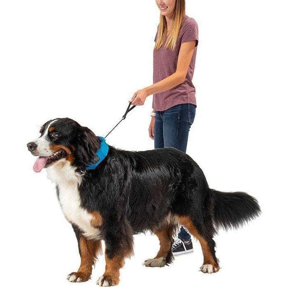 Nite Ize RadDog All-In-One Collar + Leash - Nail Gallerys